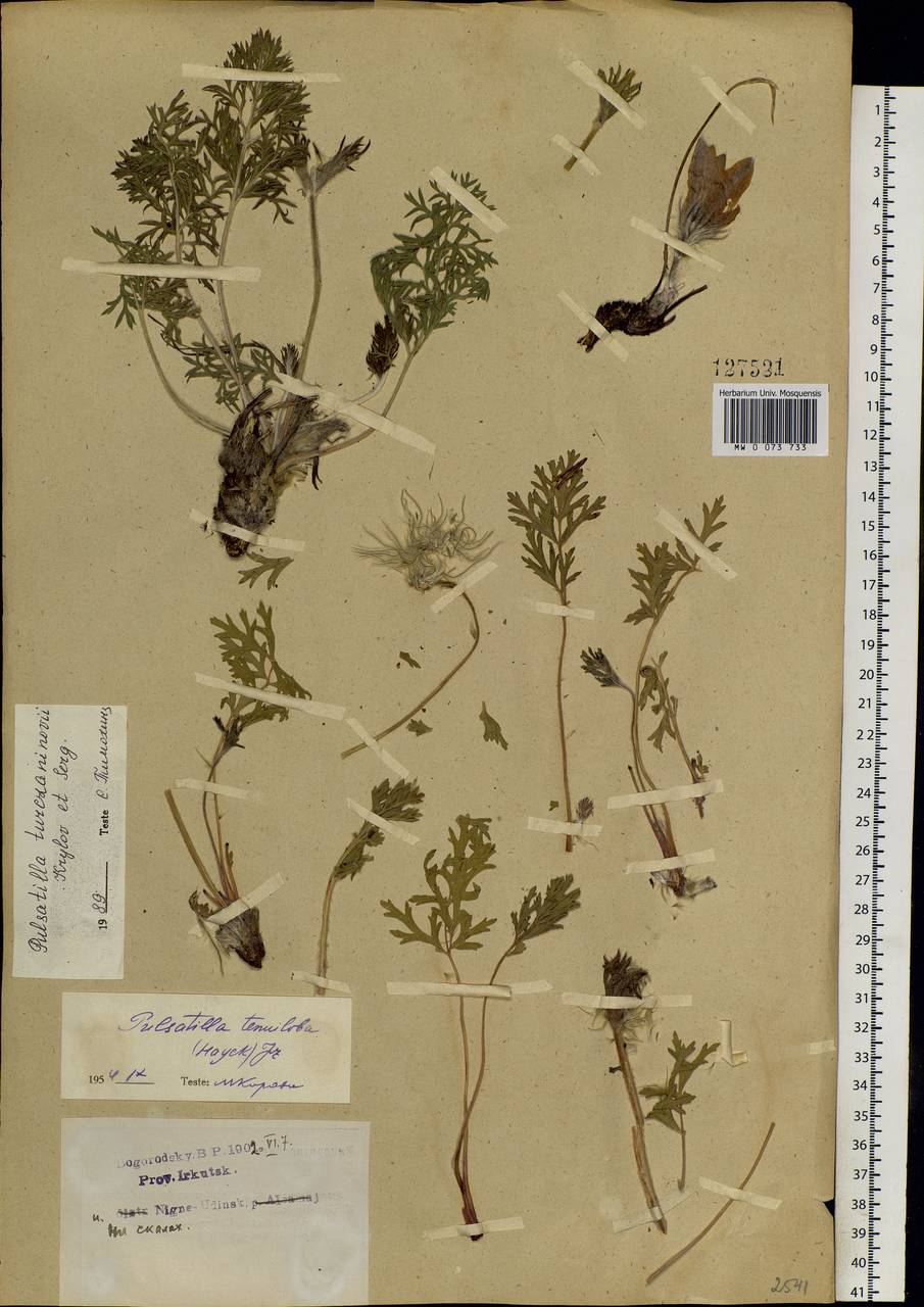 Pulsatilla turczaninovii Krylov & Serg., Siberia, Baikal & Transbaikal region (S4) (Russia)