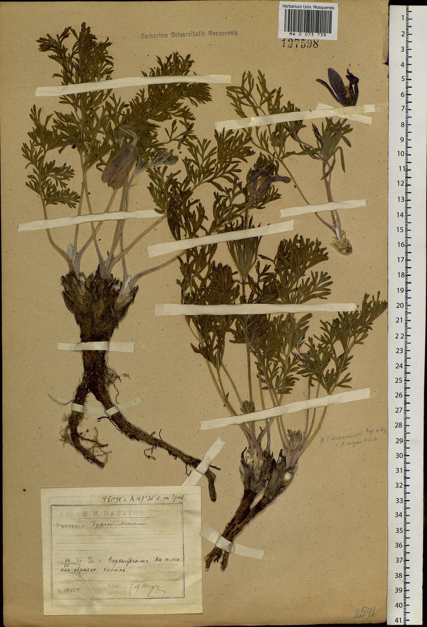 Pulsatilla turczaninovii Krylov & Serg., Siberia, Baikal & Transbaikal region (S4) (Russia)