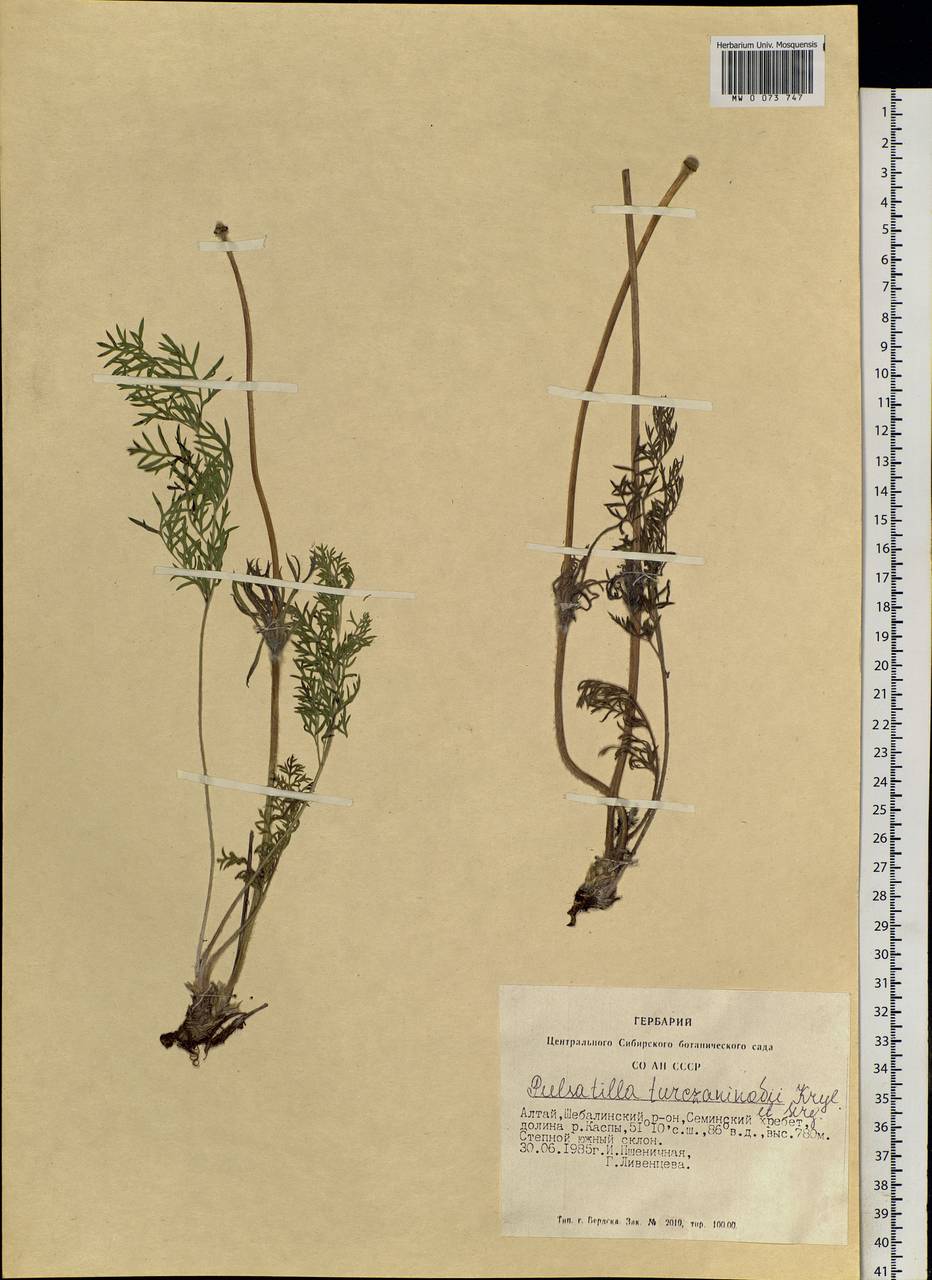 Pulsatilla turczaninovii Krylov & Serg., Siberia, Altai & Sayany Mountains (S2) (Russia)