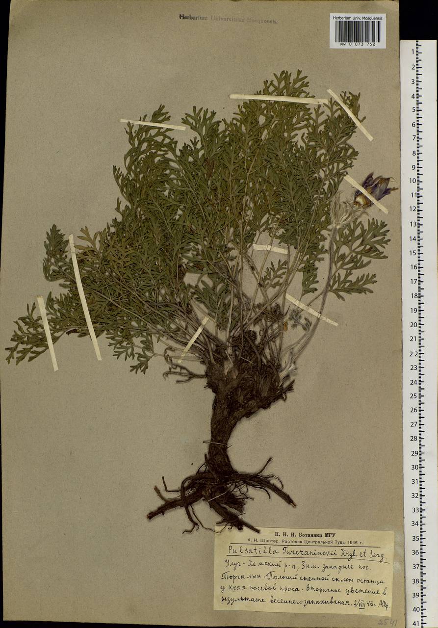 Pulsatilla turczaninovii Krylov & Serg., Siberia, Altai & Sayany Mountains (S2) (Russia)