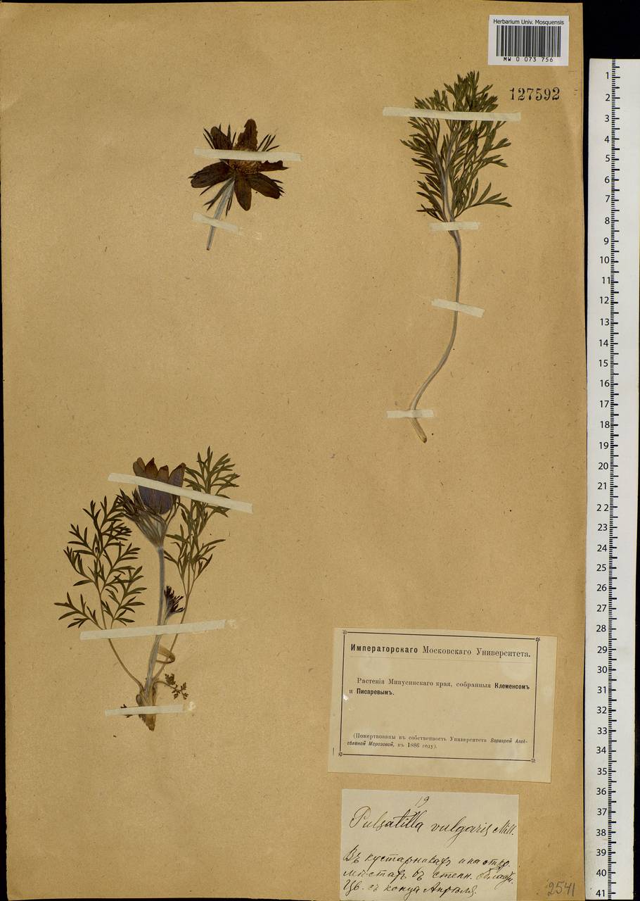 Pulsatilla turczaninovii Krylov & Serg., Siberia, Altai & Sayany Mountains (S2) (Russia)