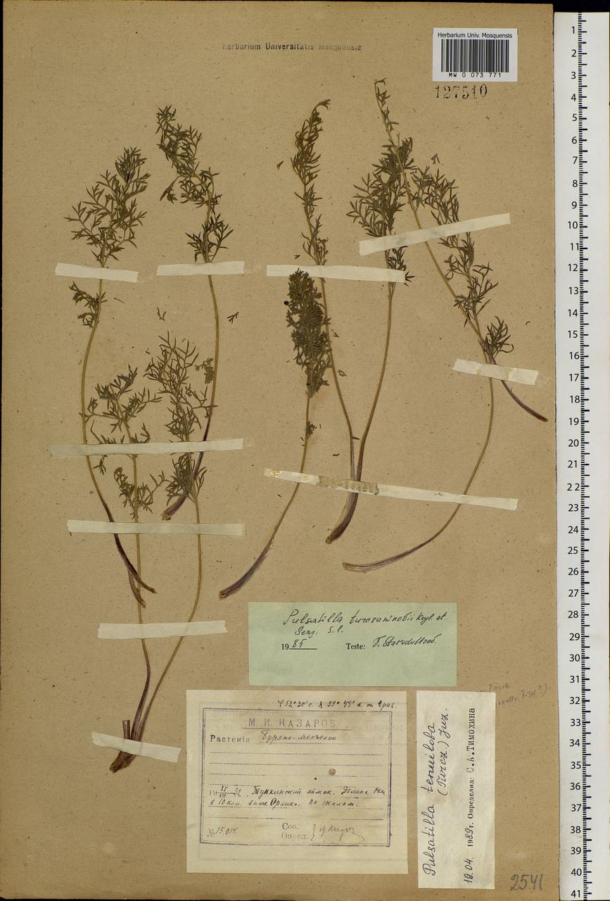 Pulsatilla tenuiloba (Hayek) Juz., Siberia, Baikal & Transbaikal region (S4) (Russia)