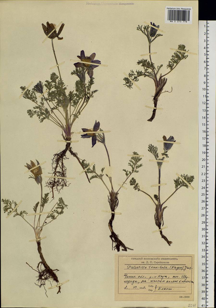 Pulsatilla tenuiloba (Hayek) Juz., Siberia, Baikal & Transbaikal region (S4) (Russia)