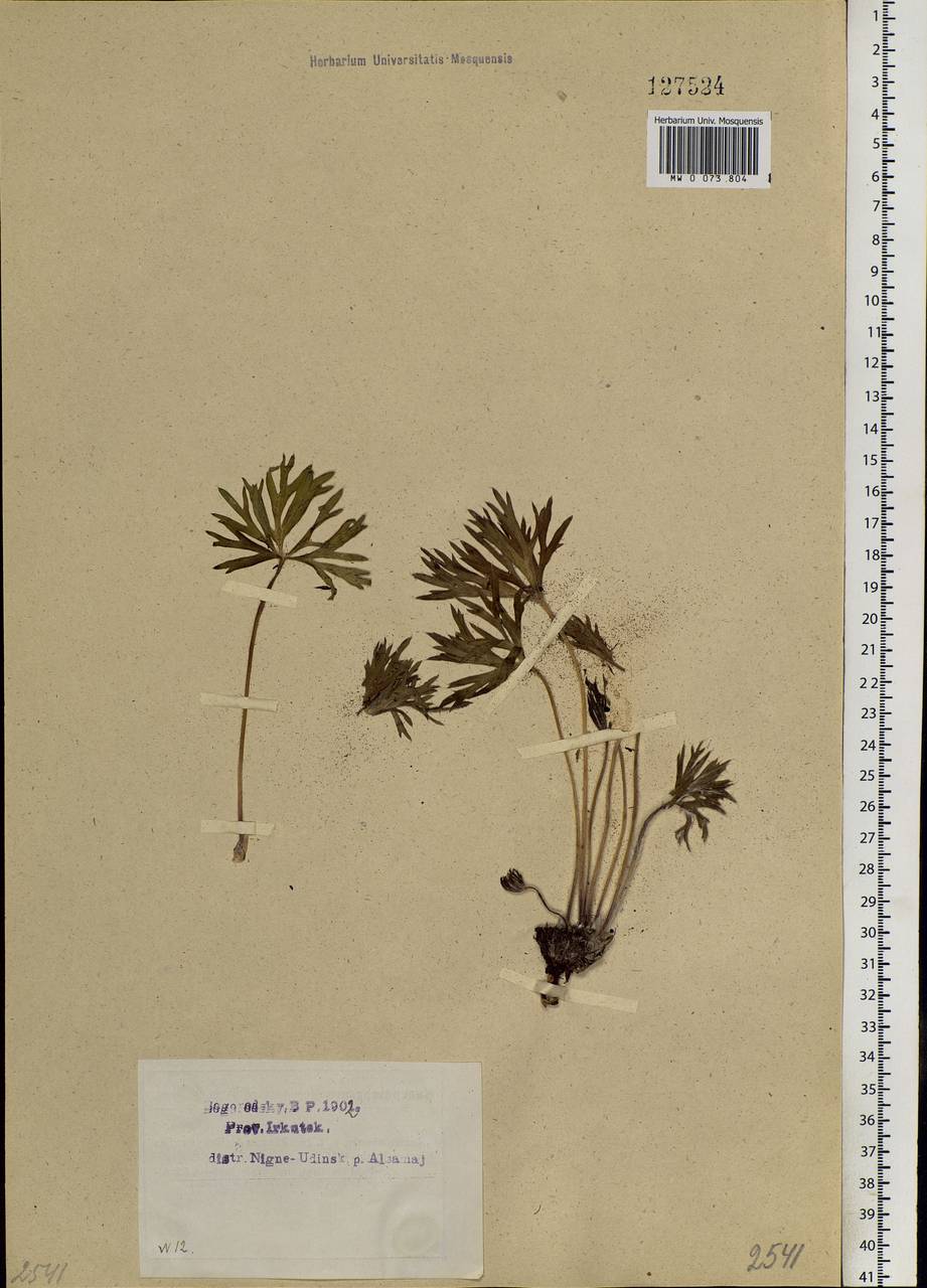 Pulsatilla patens (L.) Mill., Siberia, Baikal & Transbaikal region (S4) (Russia)