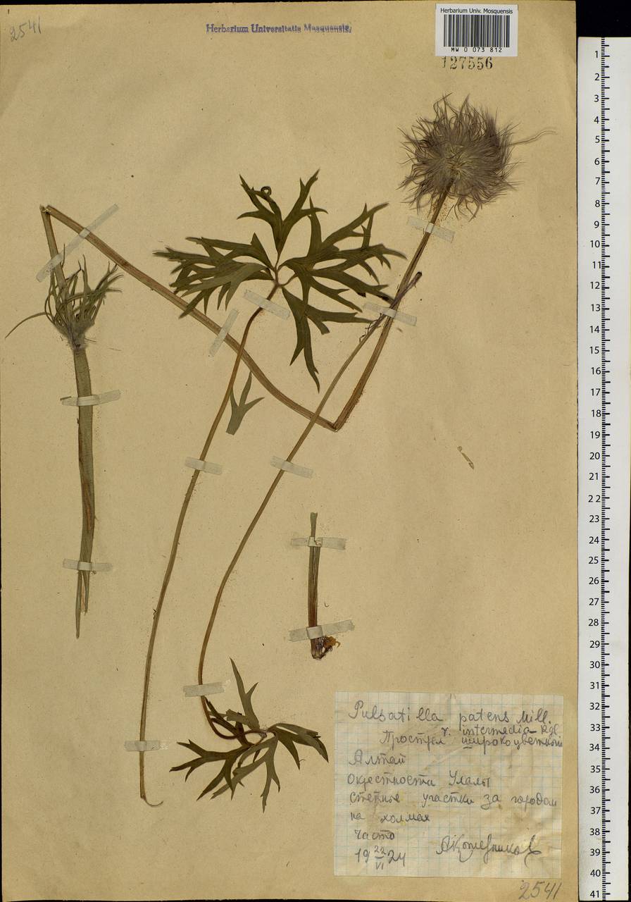 Pulsatilla patens (L.) Mill., Siberia, Altai & Sayany Mountains (S2) (Russia)