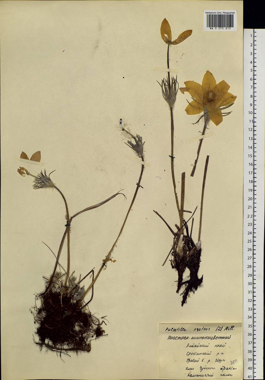 Pulsatilla patens (L.) Mill., Siberia, Altai & Sayany Mountains (S2) (Russia)