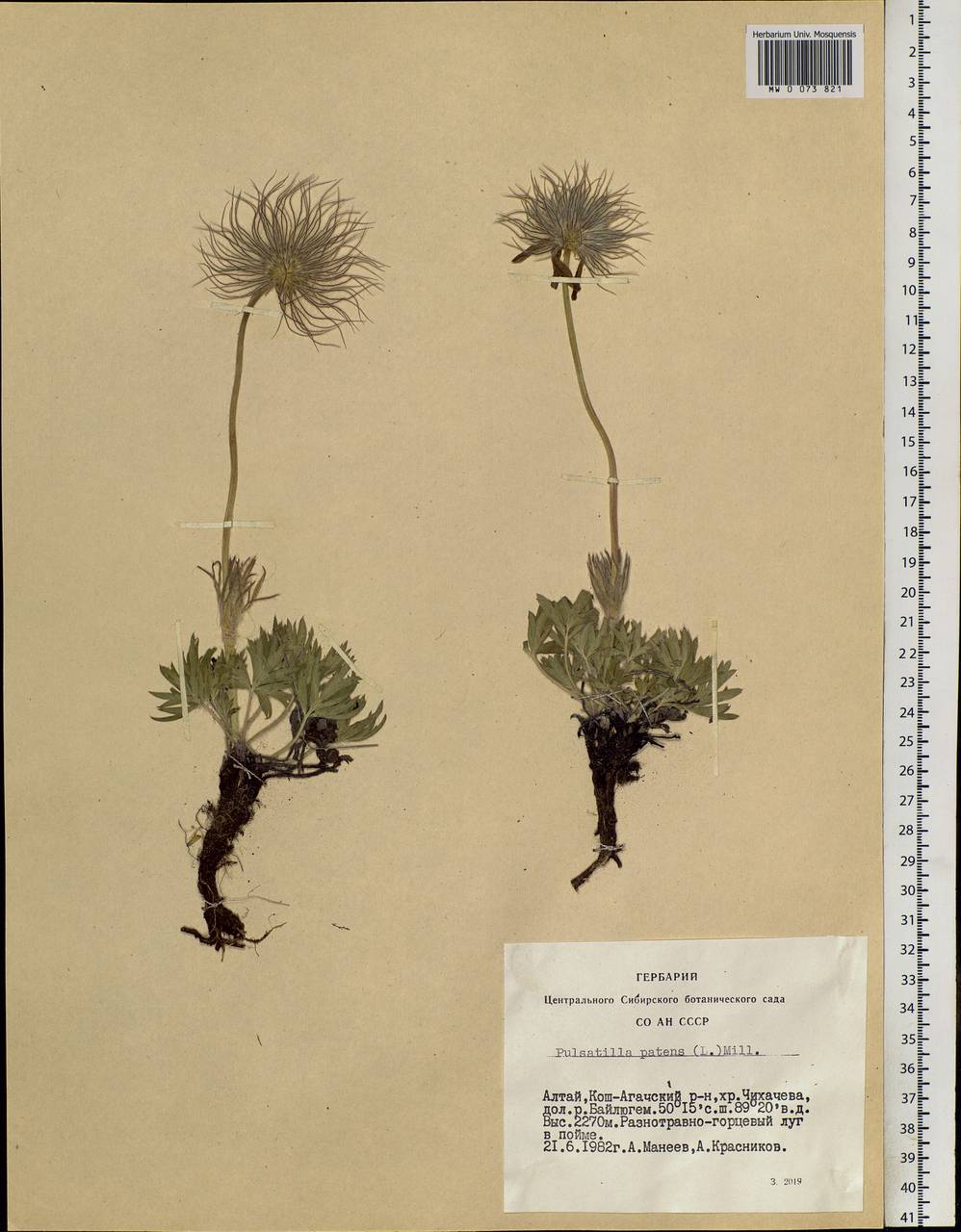 Pulsatilla patens (L.) Mill., Siberia, Altai & Sayany Mountains (S2) (Russia)