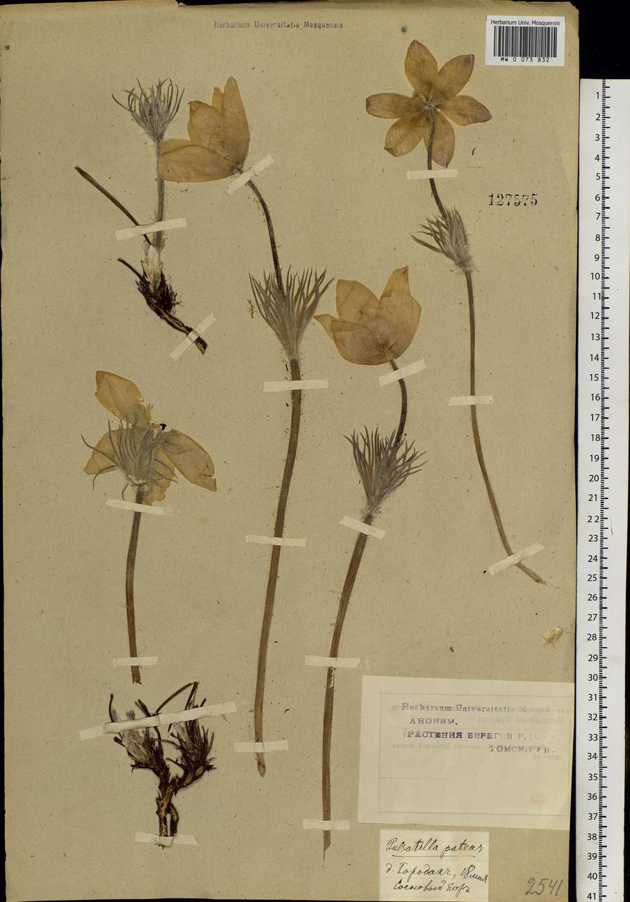 Pulsatilla patens (L.) Mill., Siberia, Western Siberia (S1) (Russia)