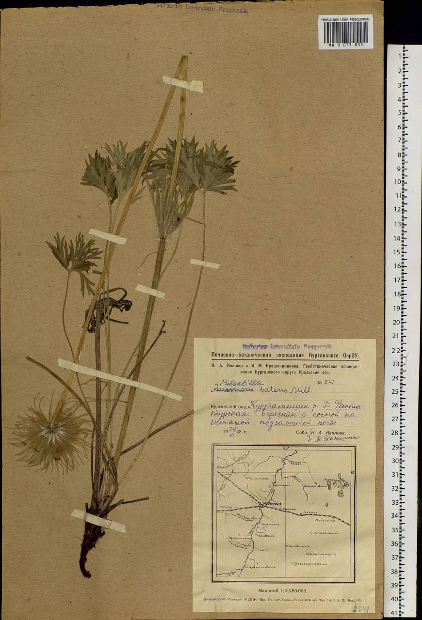 Pulsatilla patens, Siberia, Western Siberia (S1) (Russia)