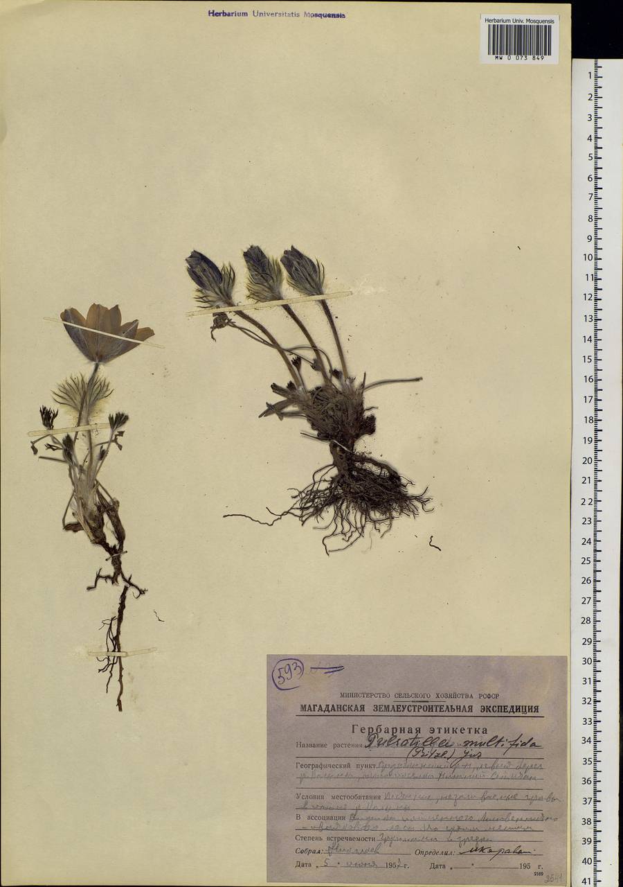 Pulsatilla patens subsp. multifida (Pritz.) Zämelis, Siberia, Chukotka & Kamchatka (S7) (Russia)