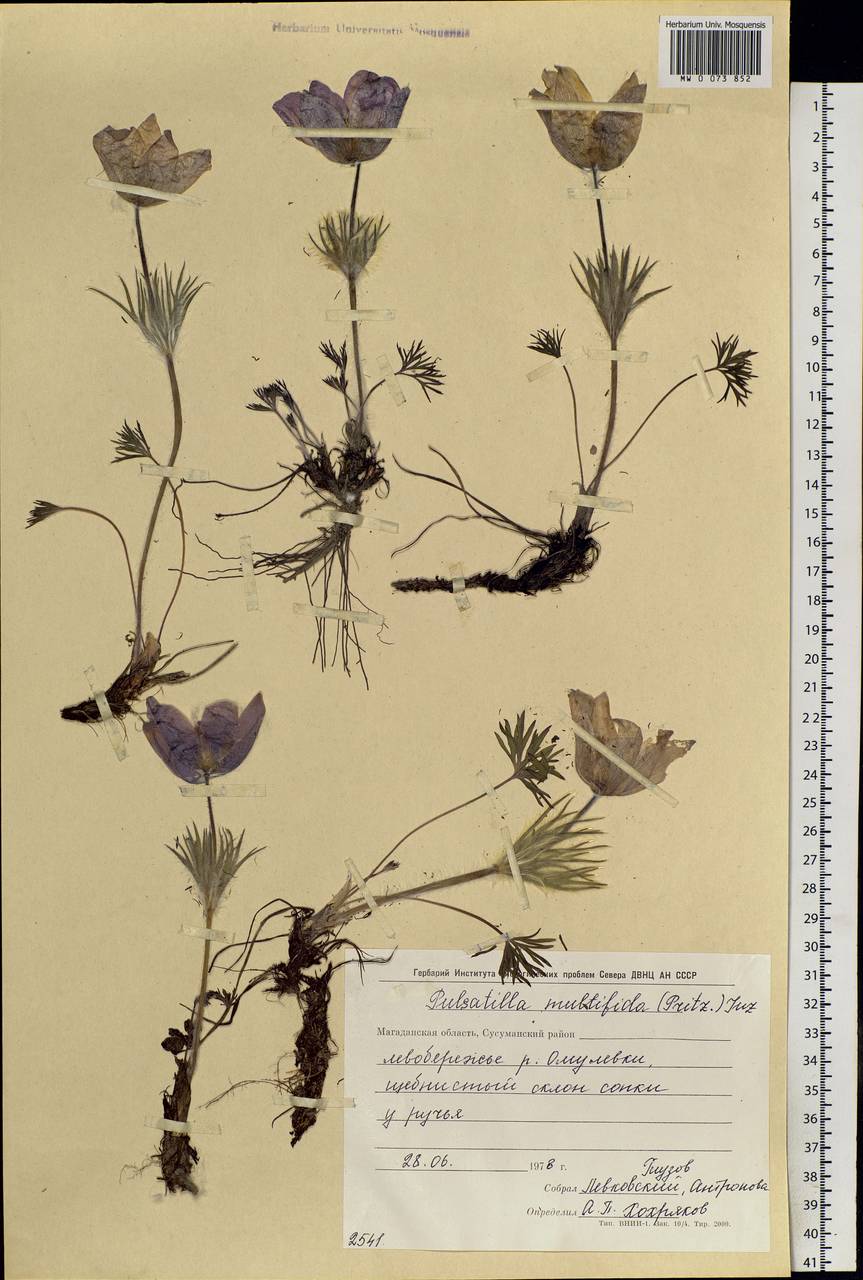 Pulsatilla patens subsp. multifida (Pritz.) Zämelis, Siberia, Chukotka & Kamchatka (S7) (Russia)