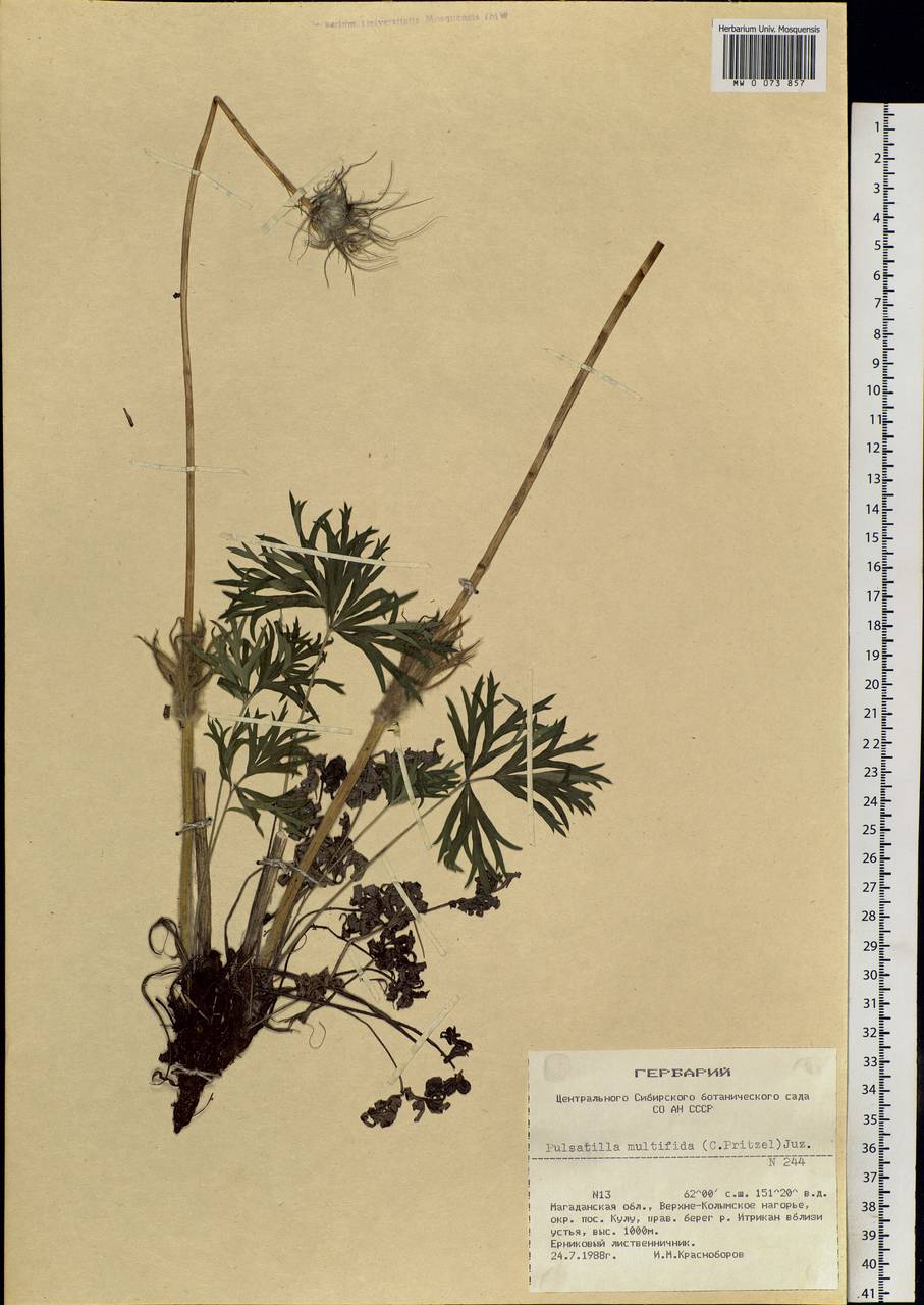 Pulsatilla patens subsp. multifida (Pritz.) Zämelis, Siberia, Chukotka & Kamchatka (S7) (Russia)