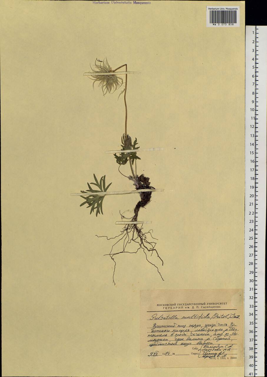 Pulsatilla patens subsp. multifida (Pritz.) Zāmelis, Siberia, Chukotka & Kamchatka (S7) (Russia)