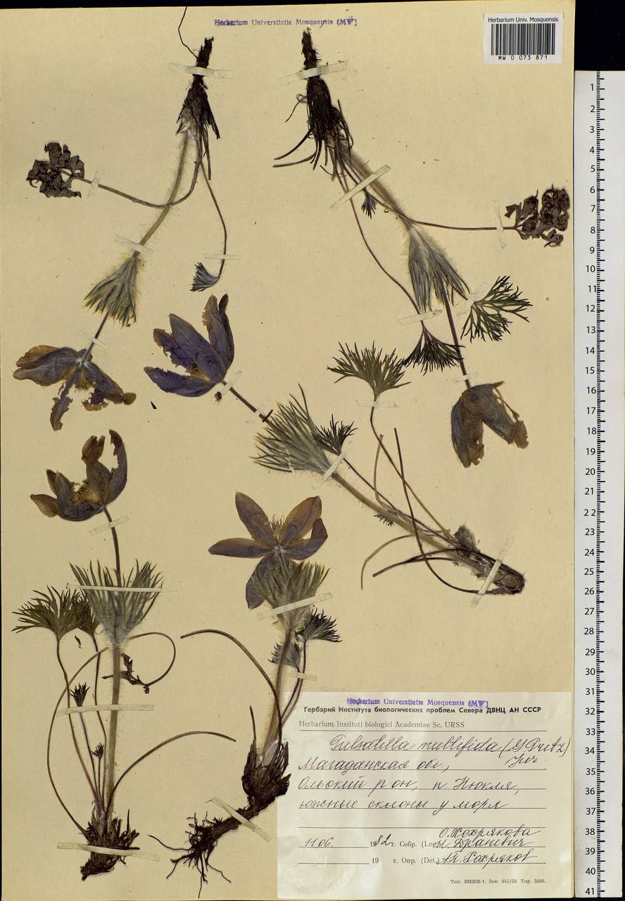 Pulsatilla patens subsp. multifida (Pritz.) Zāmelis, Siberia, Chukotka & Kamchatka (S7) (Russia)