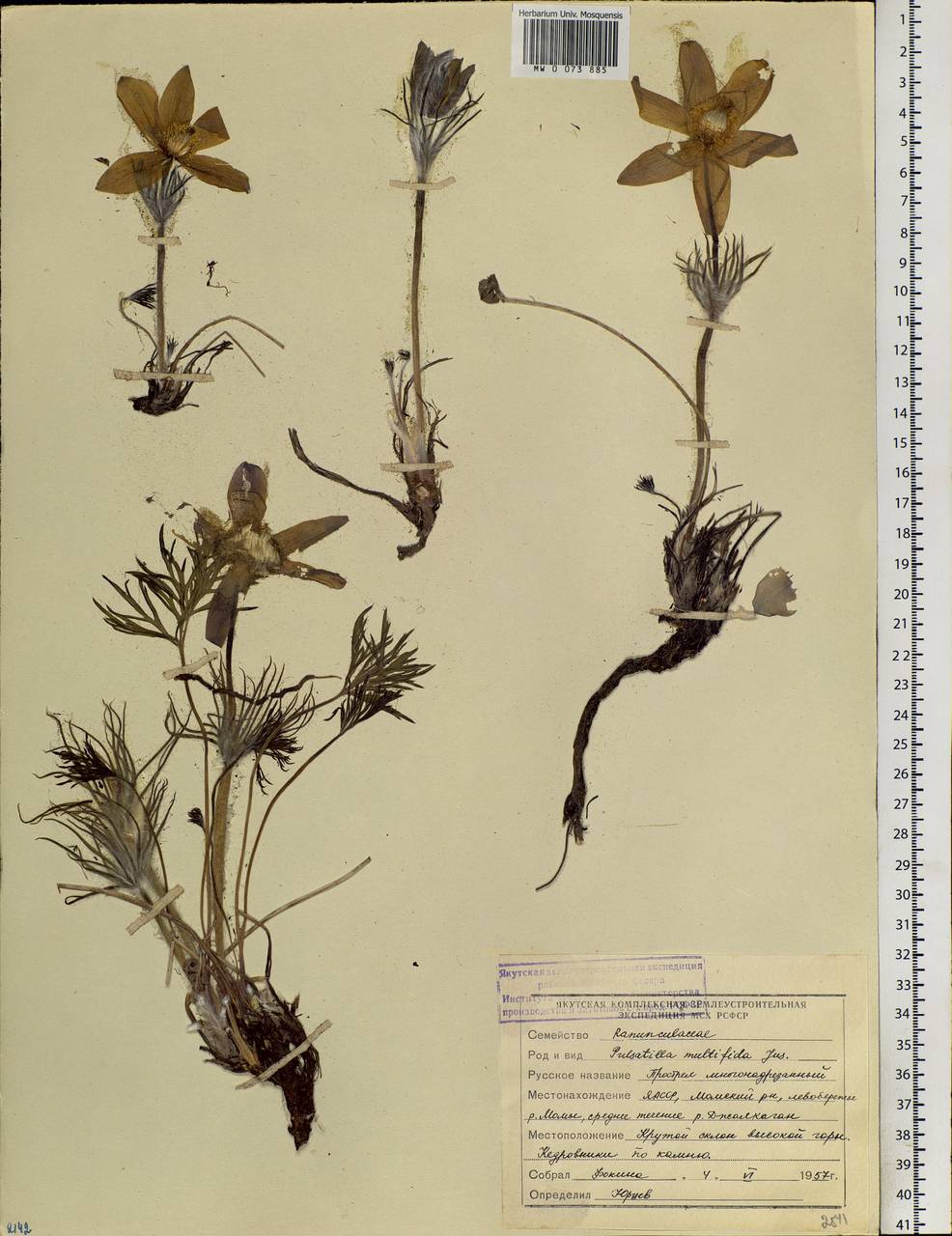 Pulsatilla patens subsp. multifida (Pritz.) Zāmelis, Siberia, Yakutia (S5) (Russia)
