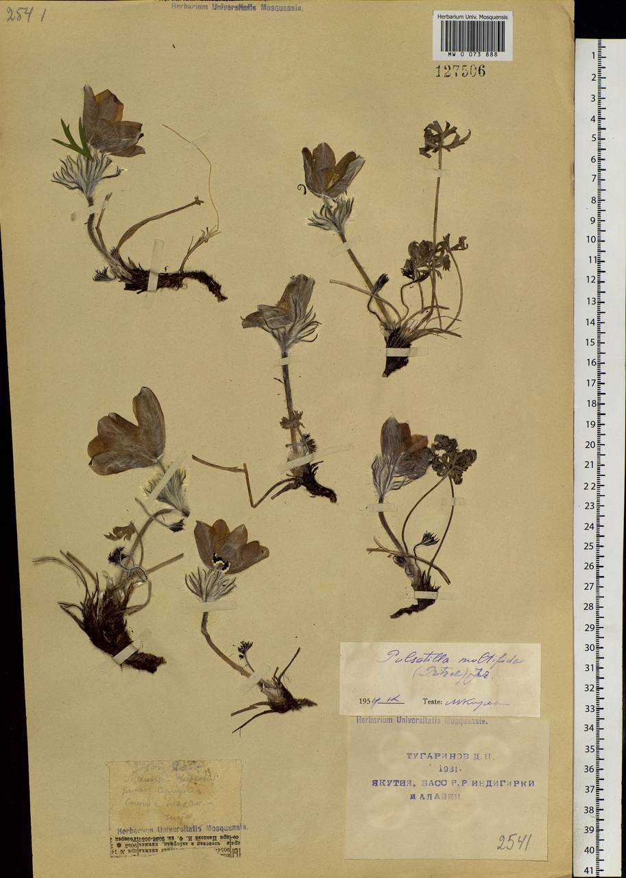 Pulsatilla patens subsp. multifida (Pritz.) Zāmelis, Siberia, Yakutia (S5) (Russia)