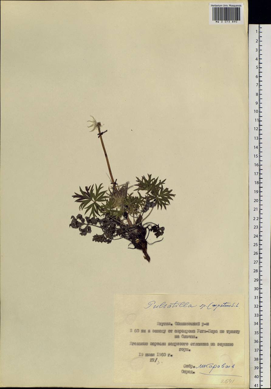 Pulsatilla patens subsp. multifida (Pritz.) Zämelis, Siberia, Yakutia (S5) (Russia)