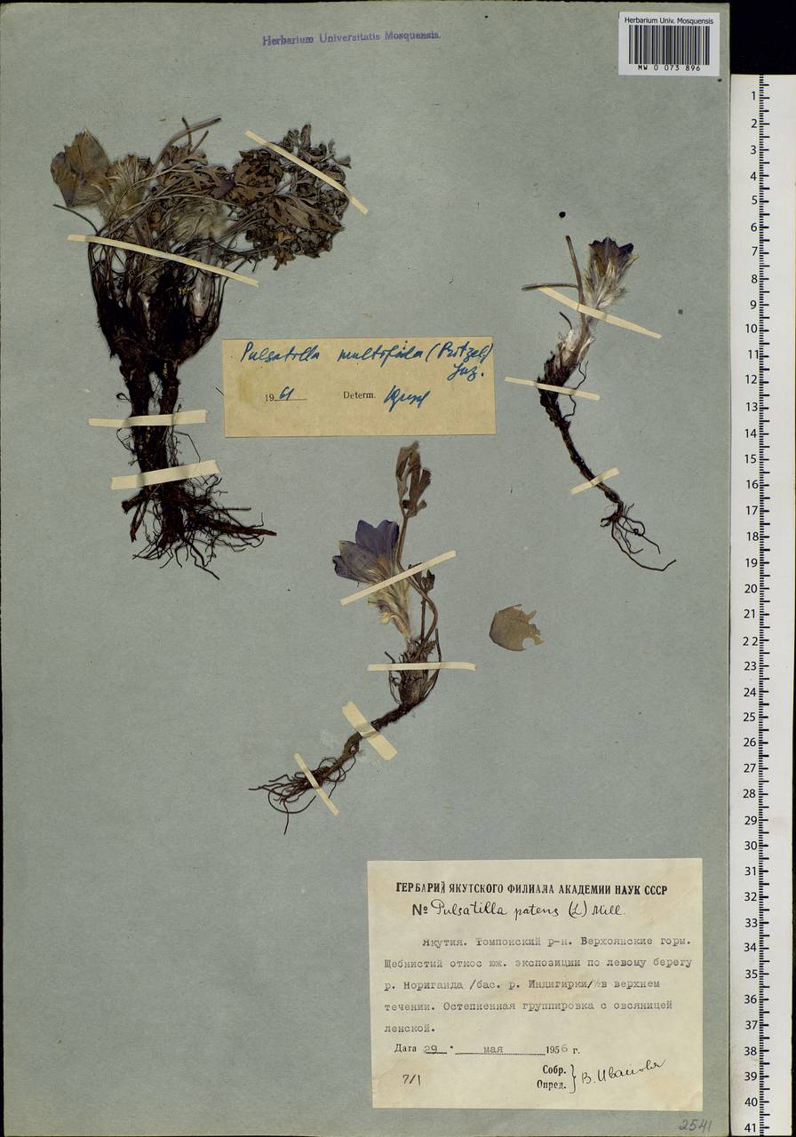 Pulsatilla patens subsp. multifida (Pritz.) Zāmelis, Siberia, Yakutia (S5) (Russia)