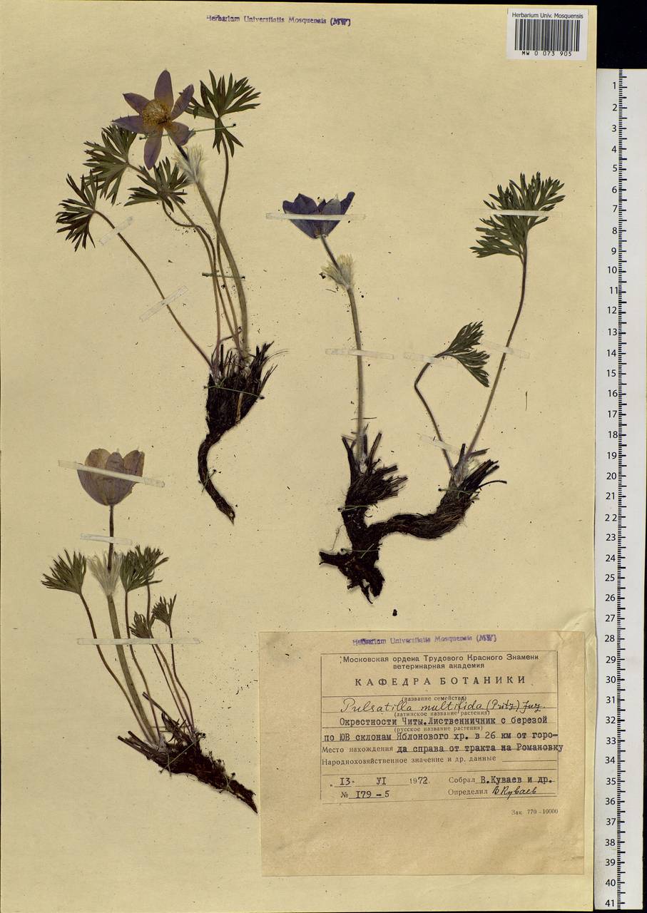 Pulsatilla patens subsp. multifida (Pritz.) Zämelis, Siberia, Baikal & Transbaikal region (S4) (Russia)