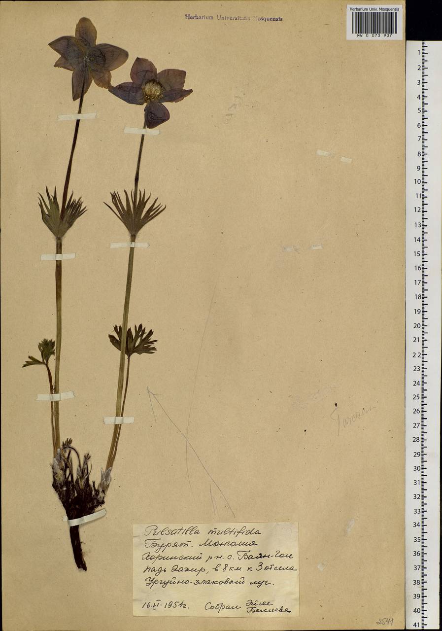 Pulsatilla patens subsp. multifida (Pritz.) Zāmelis, Siberia, Baikal & Transbaikal region (S4) (Russia)