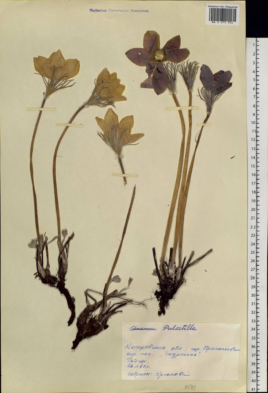 Pulsatilla patens subsp. multifida (Pritz.) Zämelis, Siberia, Altai & Sayany Mountains (S2) (Russia)