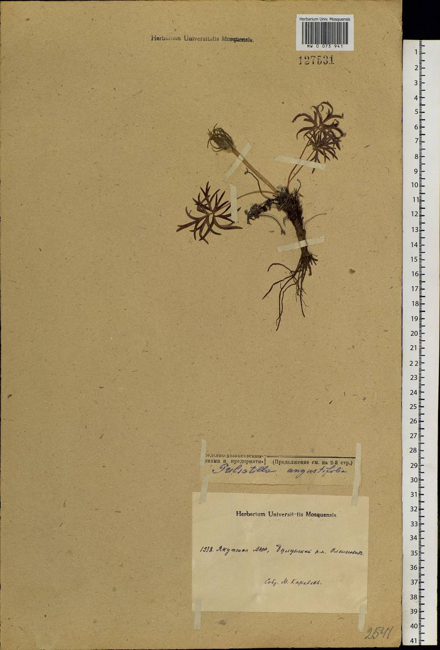 Pulsatilla patens subsp. flavescens (Zucc.) Zämelis, Siberia, Yakutia (S5) (Russia)