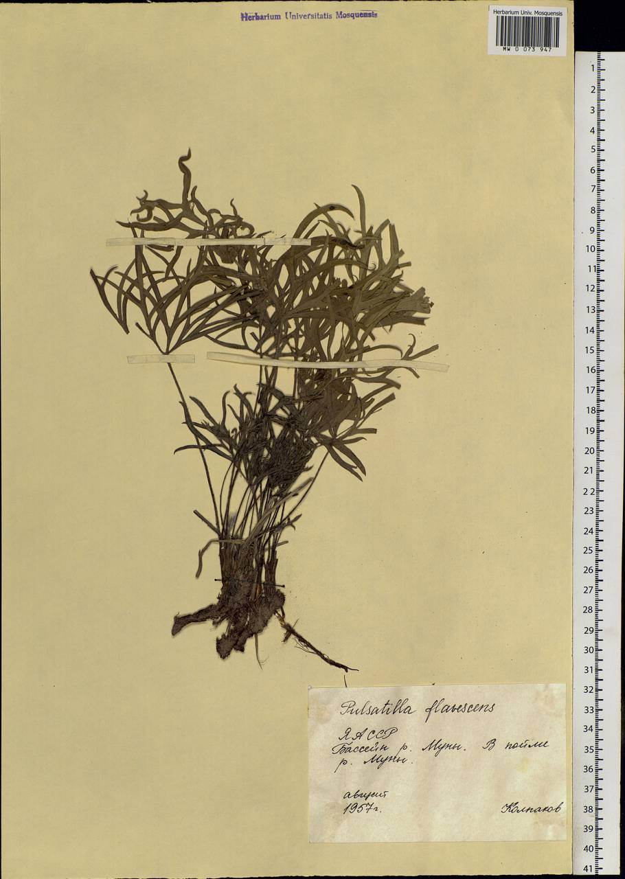 Pulsatilla patens subsp. flavescens (Zucc.) Zämelis, Siberia, Yakutia (S5) (Russia)