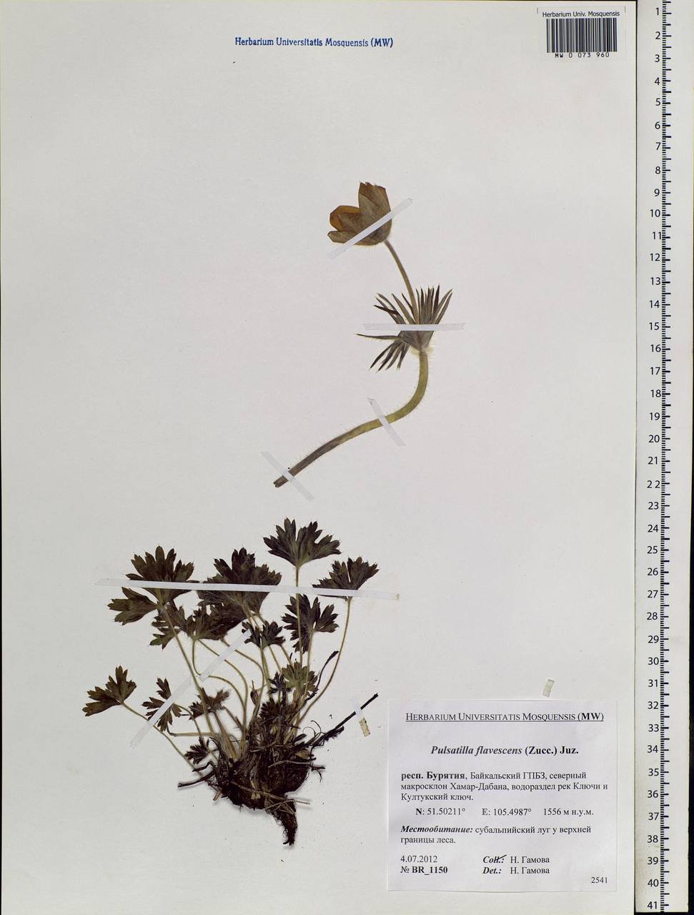 Pulsatilla patens subsp. flavescens (Zucc.) Zāmelis, Siberia, Baikal & Transbaikal region (S4) (Russia)