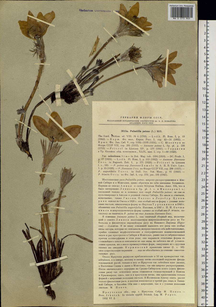 Pulsatilla patens subsp. flavescens (Zucc.) Zämelis, Siberia, Baikal & Transbaikal region (S4) (Russia)