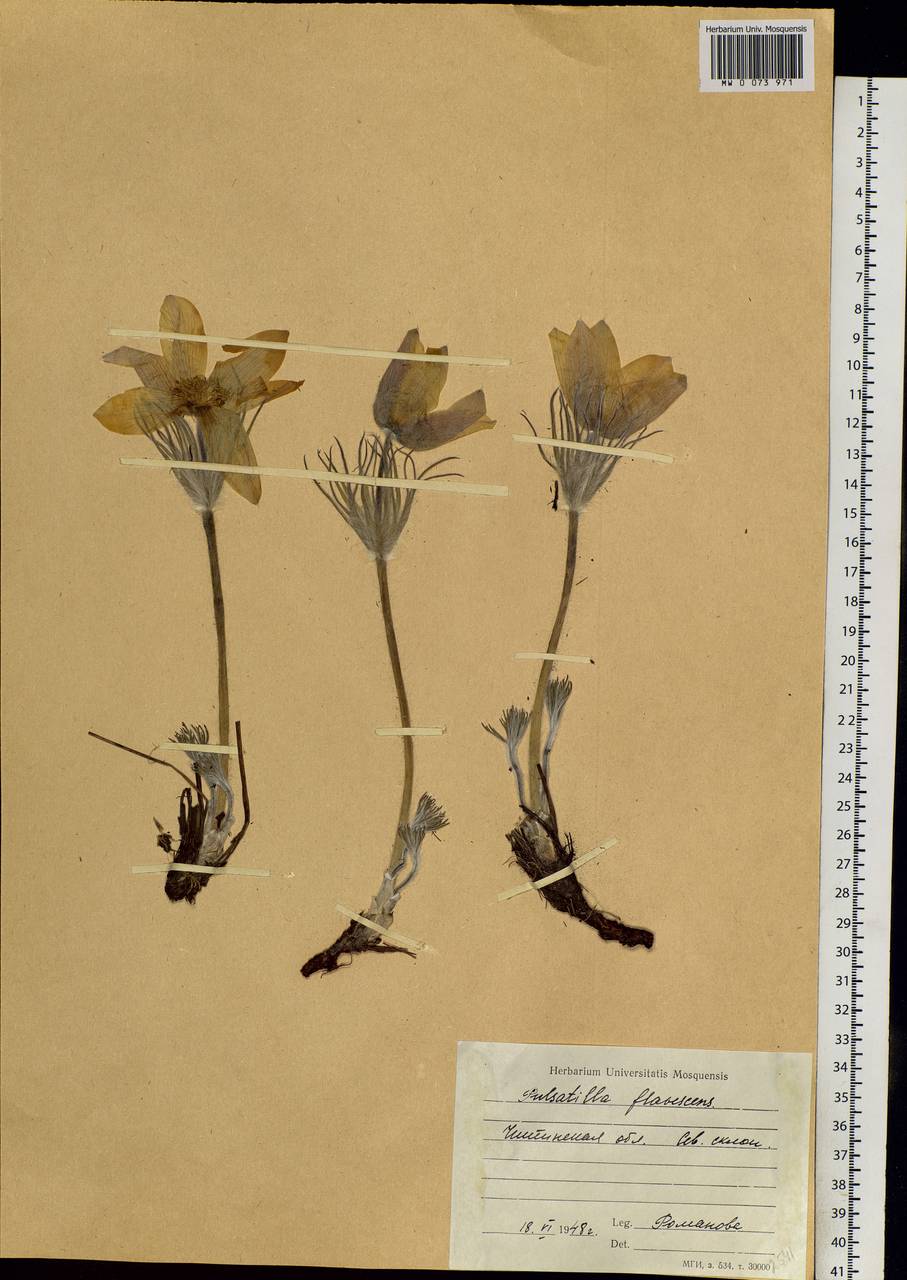 Pulsatilla patens subsp. flavescens (Zucc.) Zāmelis, Siberia, Baikal & Transbaikal region (S4) (Russia)