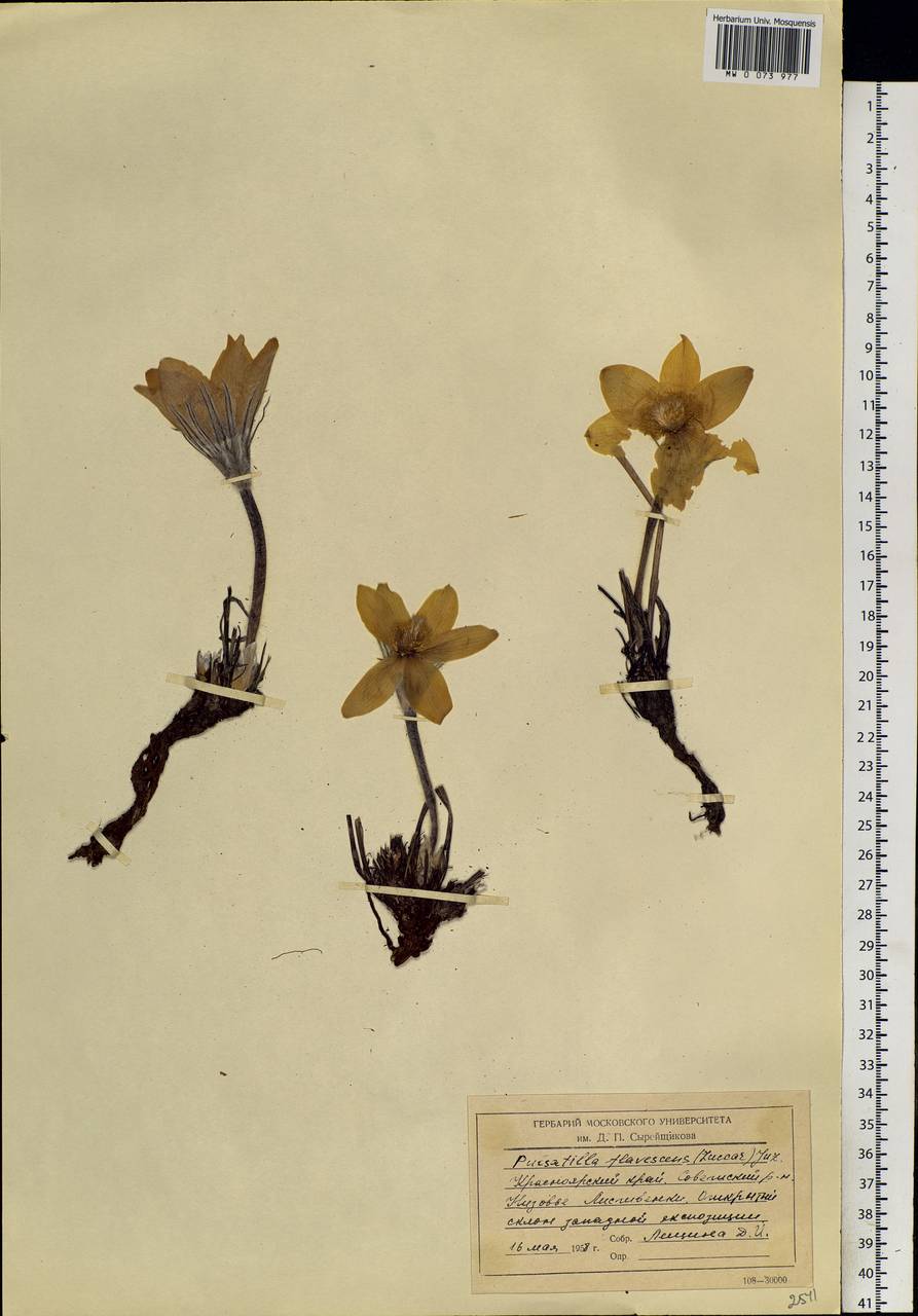 Pulsatilla patens subsp. flavescens (Zucc.) Zämelis, Siberia, Central Siberia (S3) (Russia)