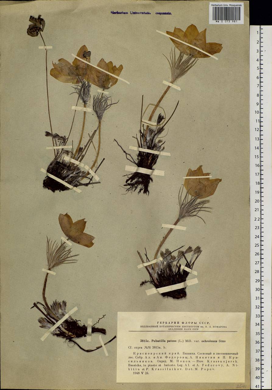 Pulsatilla patens subsp. flavescens (Zucc.) Zämelis, Siberia, Central Siberia (S3) (Russia)