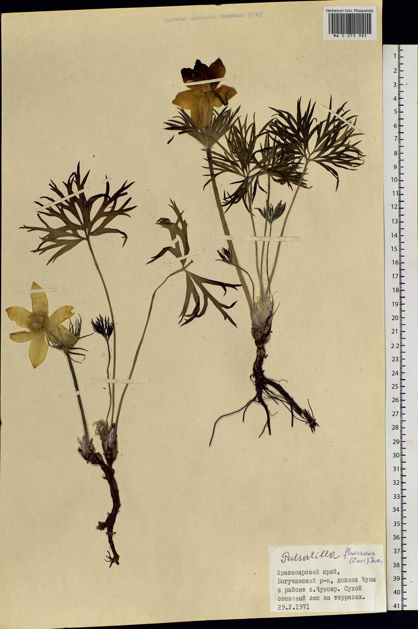 Pulsatilla patens subsp. flavescens (Zucc.) Zämelis, Siberia, Central Siberia (S3) (Russia)