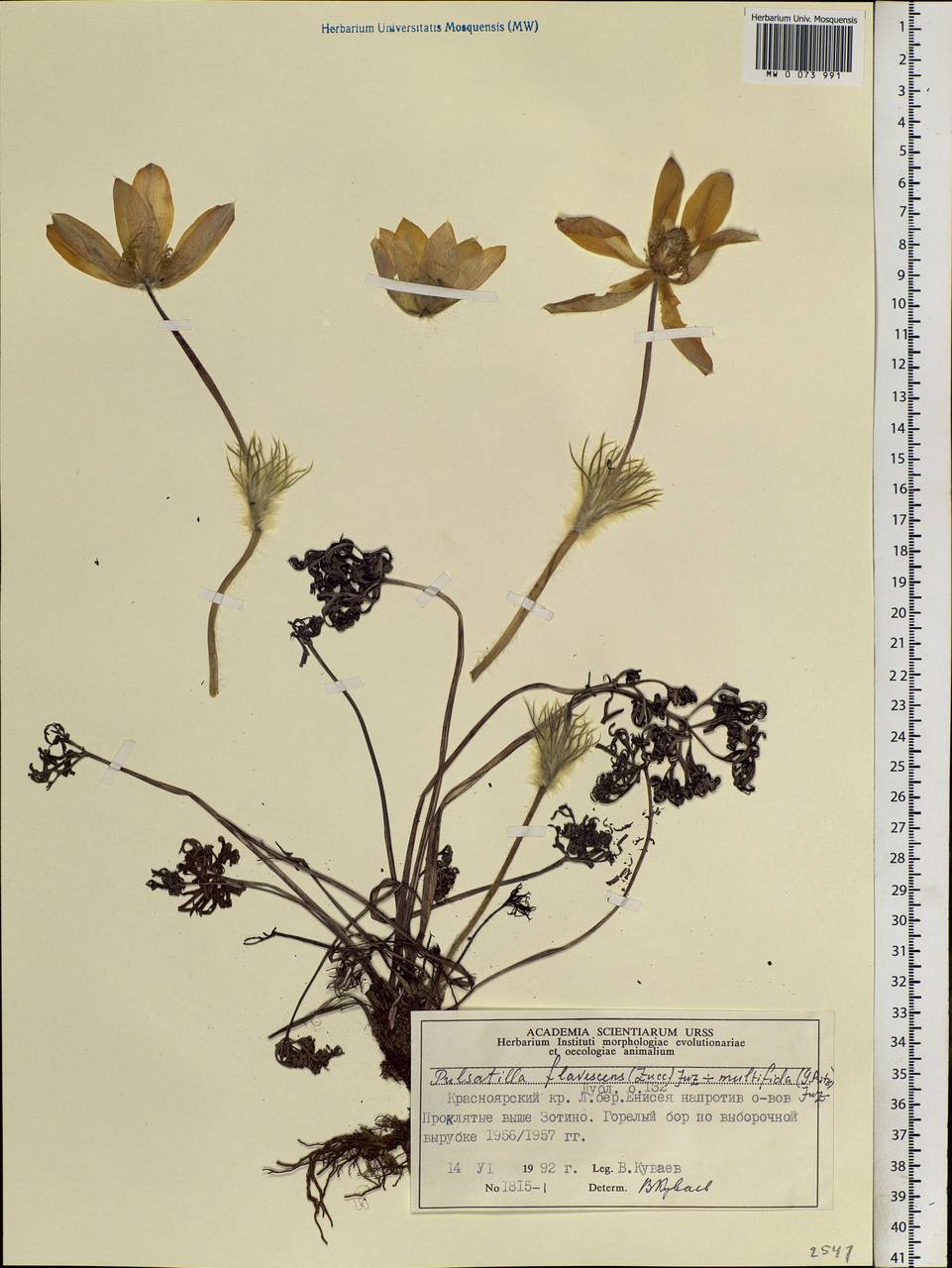 Pulsatilla patens subsp. flavescens (Zucc.) Zāmelis, Siberia, Central Siberia (S3) (Russia)