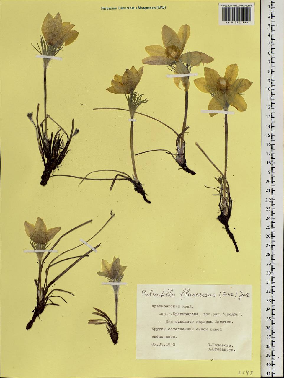 Pulsatilla patens subsp. flavescens (Zucc.) Zāmelis, Siberia, Central Siberia (S3) (Russia)