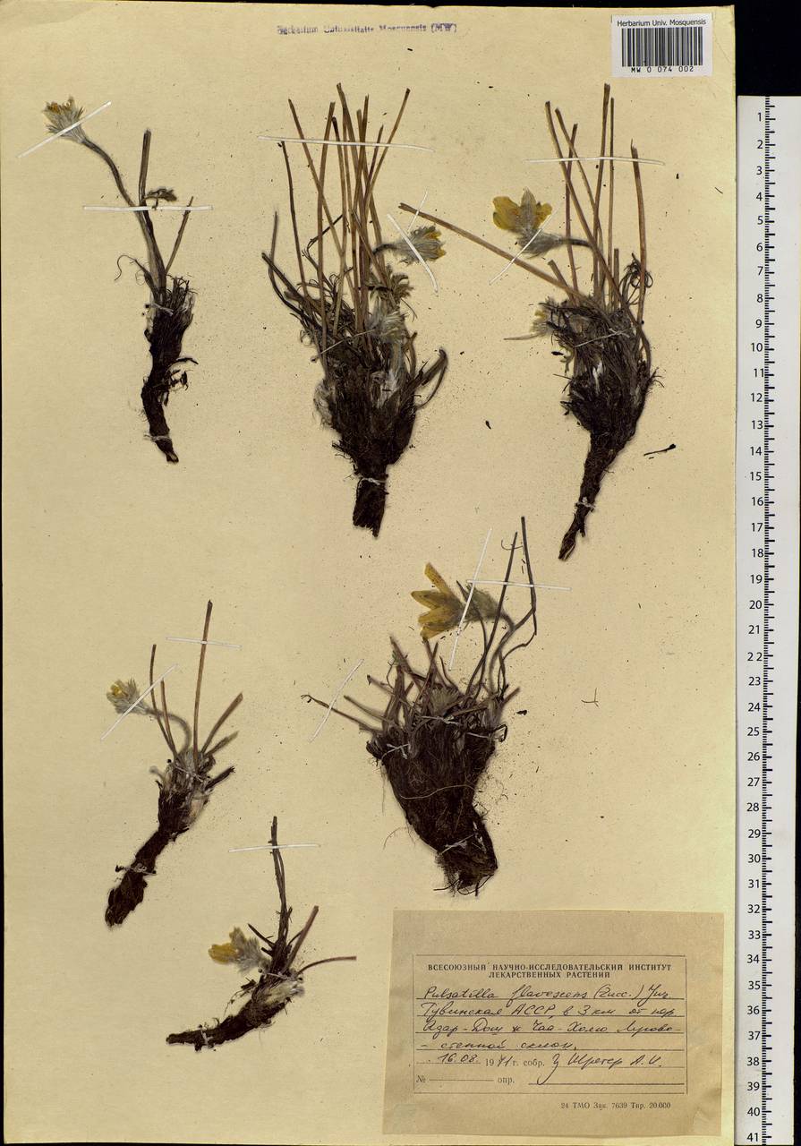 Pulsatilla orientali-sibirica Stepanov, Siberia, Altai & Sayany Mountains (S2) (Russia)