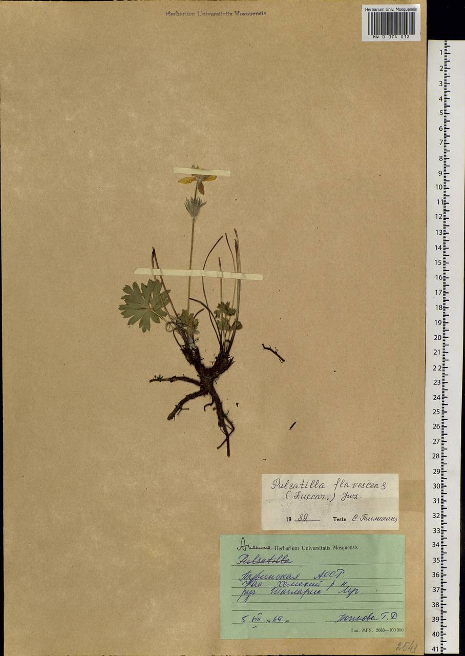 Pulsatilla patens subsp. flavescens (Zucc.) Zämelis, Siberia, Altai & Sayany Mountains (S2) (Russia)