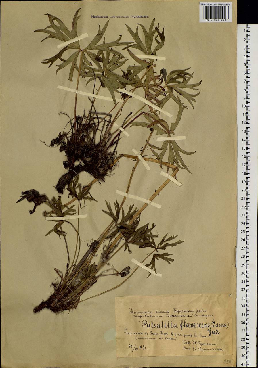 Pulsatilla patens subsp. flavescens (Zucc.) Zāmelis, Siberia, Western Siberia (S1) (Russia)