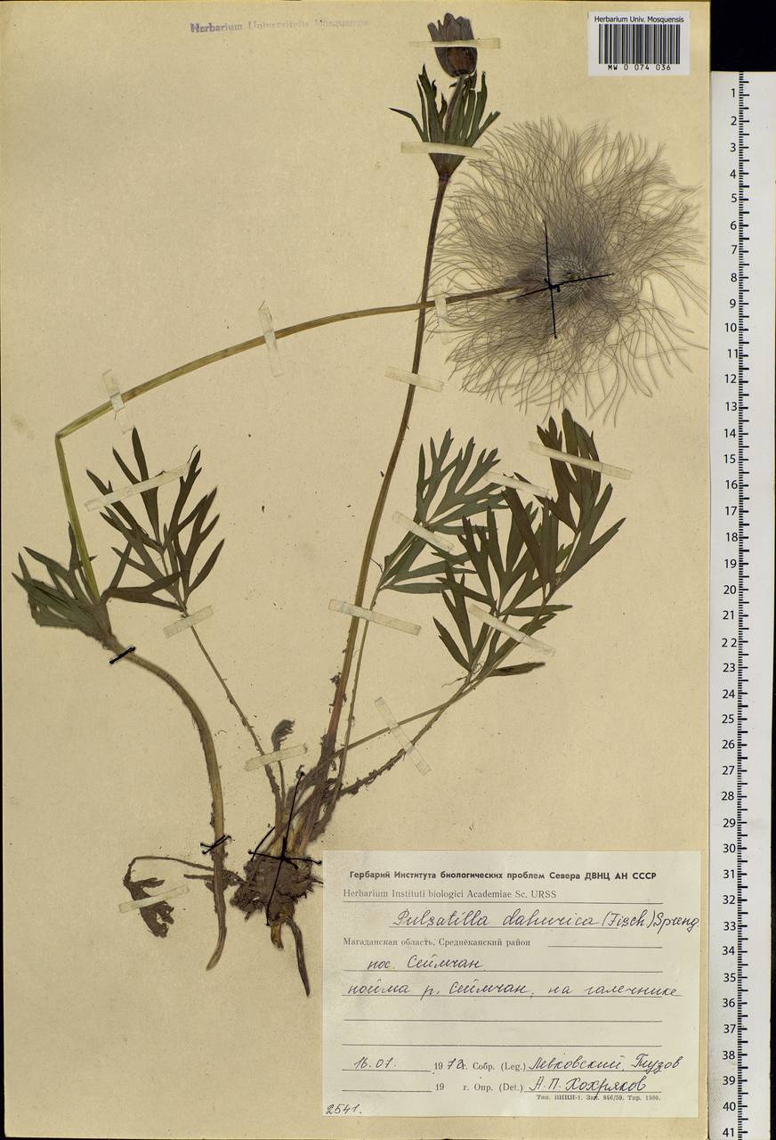 Pulsatilla dahurica (Fisch. ex DC.) Spreng., Siberia, Chukotka & Kamchatka (S7) (Russia)