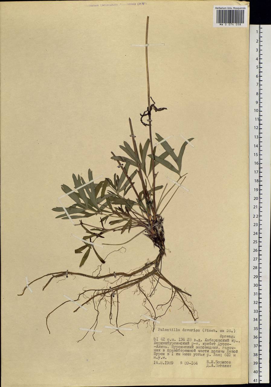 Pulsatilla dahurica (Fisch. ex DC.) Spreng., Siberia, Russian Far East (S6) (Russia)
