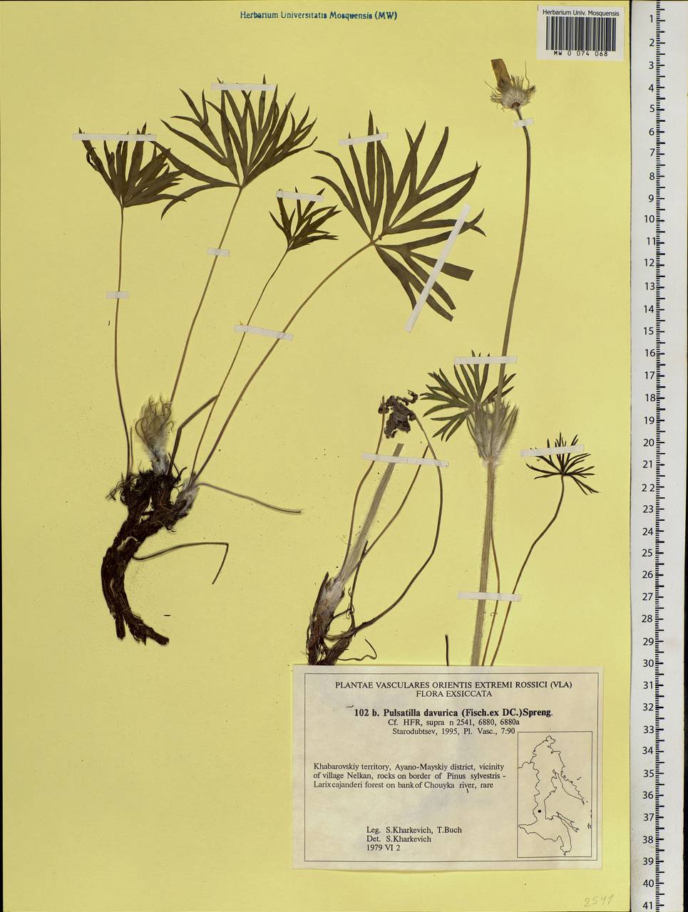 Pulsatilla dahurica (Fisch. ex DC.) Spreng., Siberia, Russian Far East (S6) (Russia)