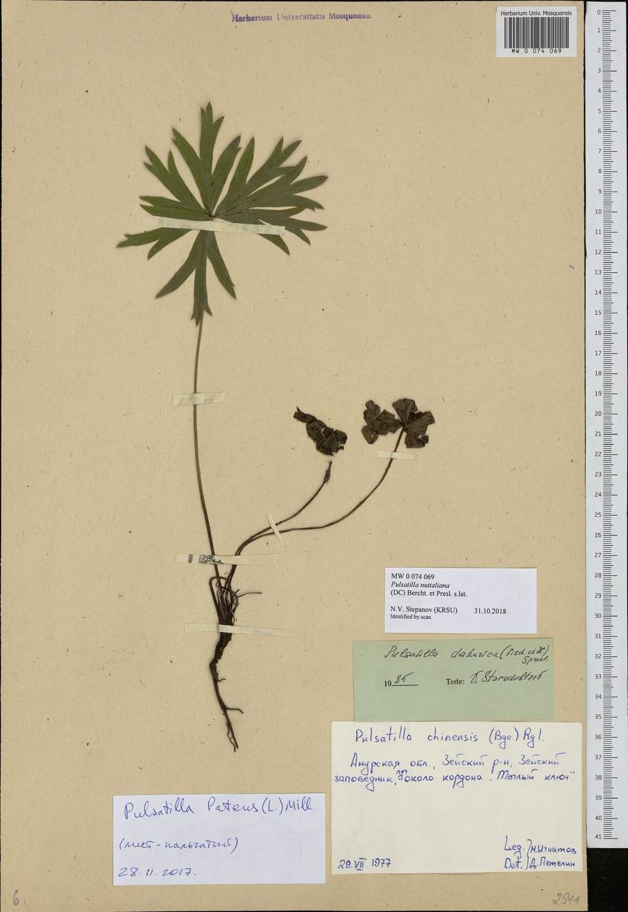 Pulsatilla nuttalliana (DC.) Spreng., Siberia, Russian Far East (S6) (Russia)