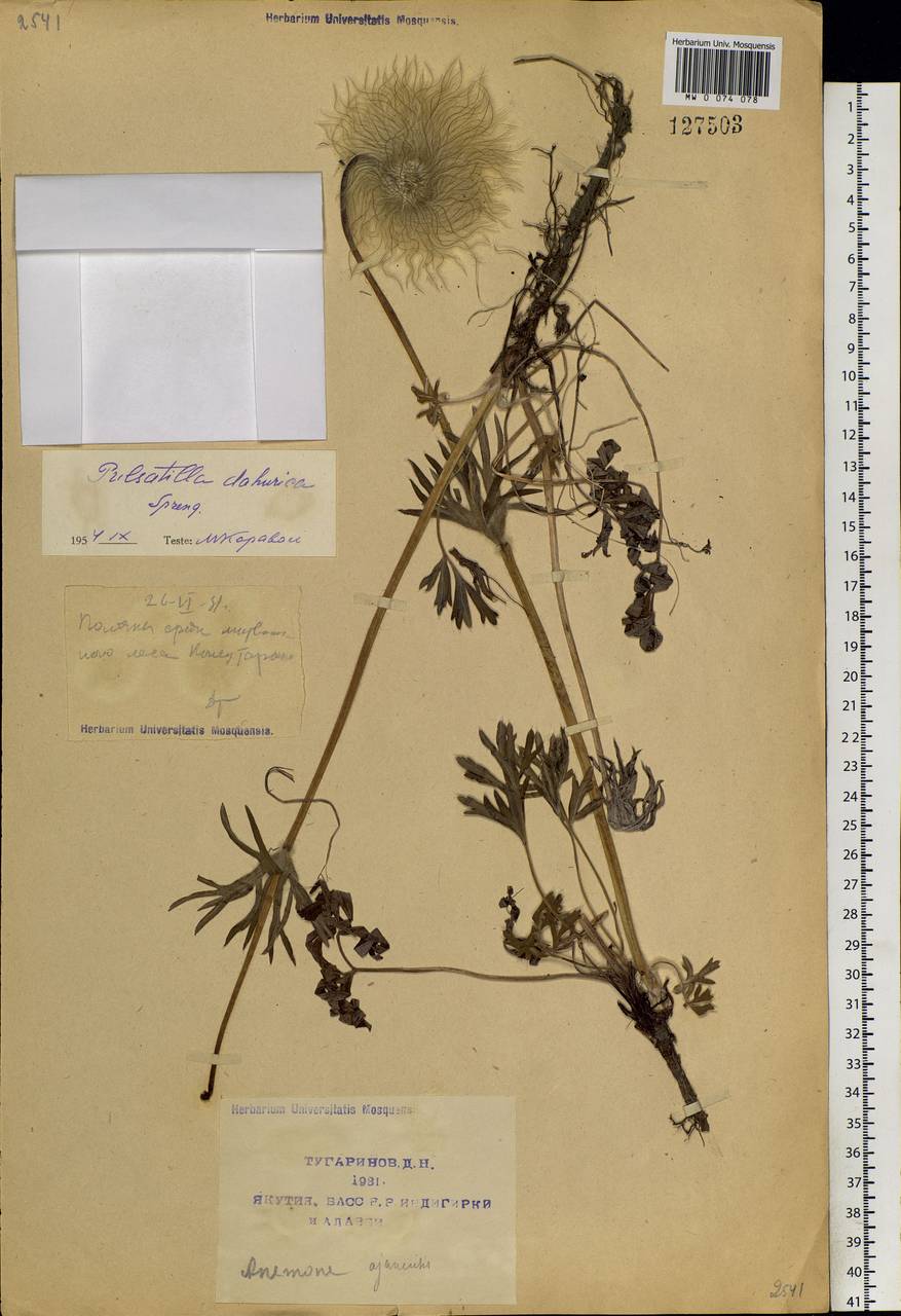 Pulsatilla dahurica (Fisch. ex DC.) Spreng., Siberia, Yakutia (S5) (Russia)