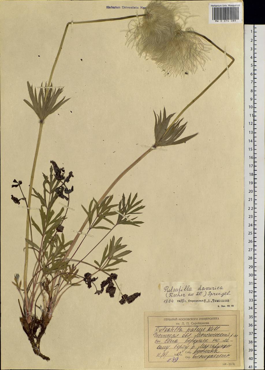 Pulsatilla dahurica (Fisch. ex DC.) Spreng., Siberia, Baikal & Transbaikal region (S4) (Russia)