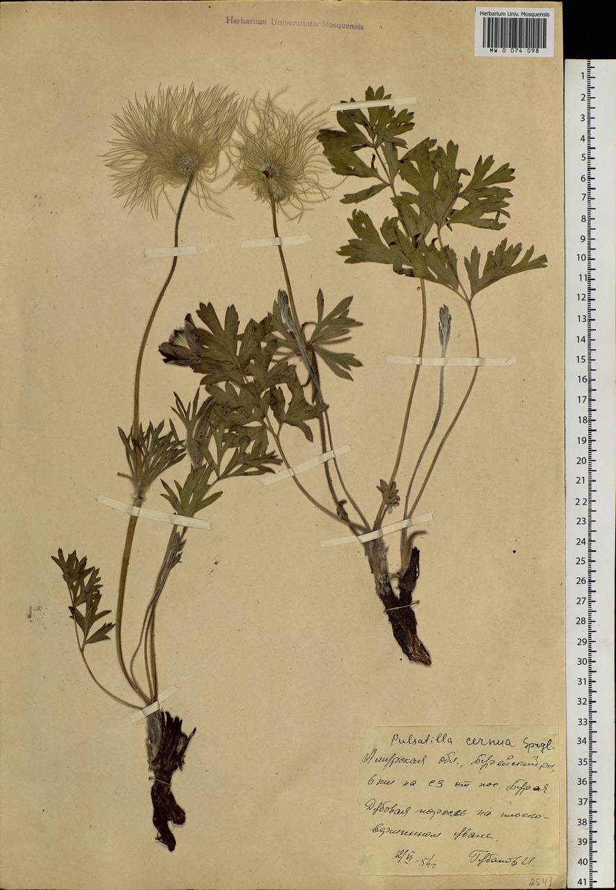 Pulsatilla cernua (Thunb.) Bercht. & J. Presl, Siberia, Russian Far East (S6) (Russia)