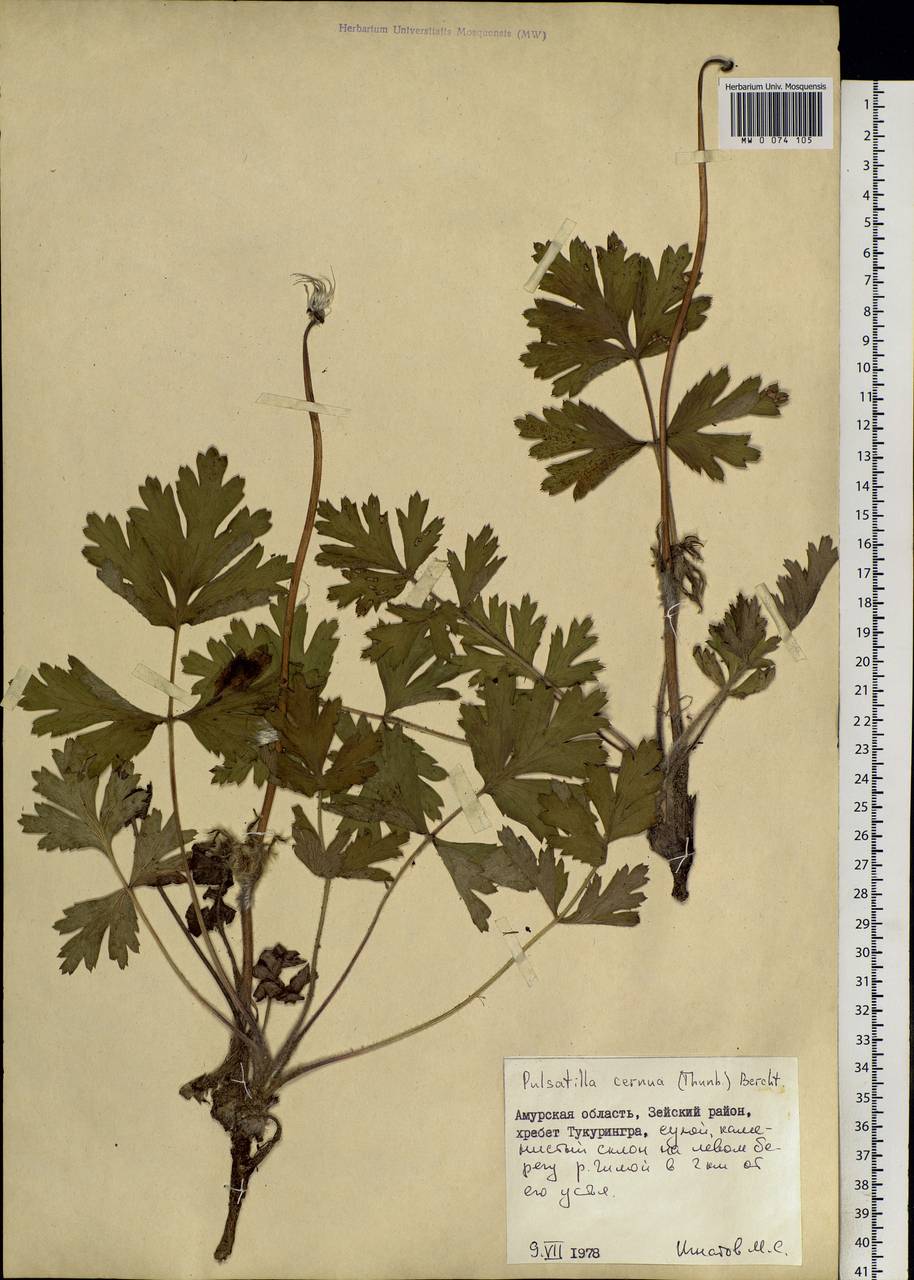 Pulsatilla cernua (Thunb.) Chaz., Siberia, Russian Far East (S6) (Russia)