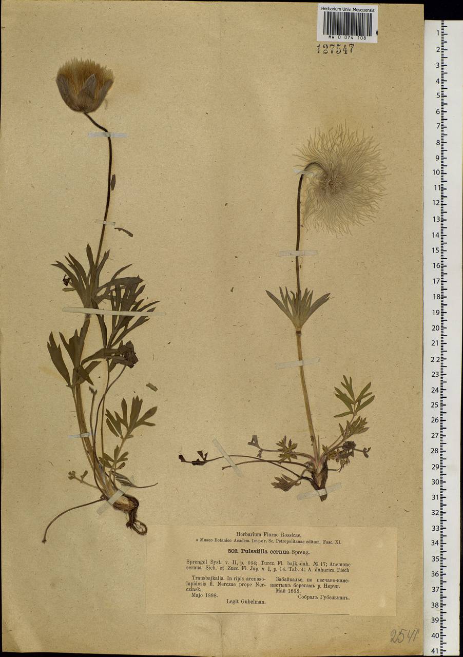 Pulsatilla cernua (Thunb.) Chaz., Siberia, Baikal & Transbaikal region (S4) (Russia)