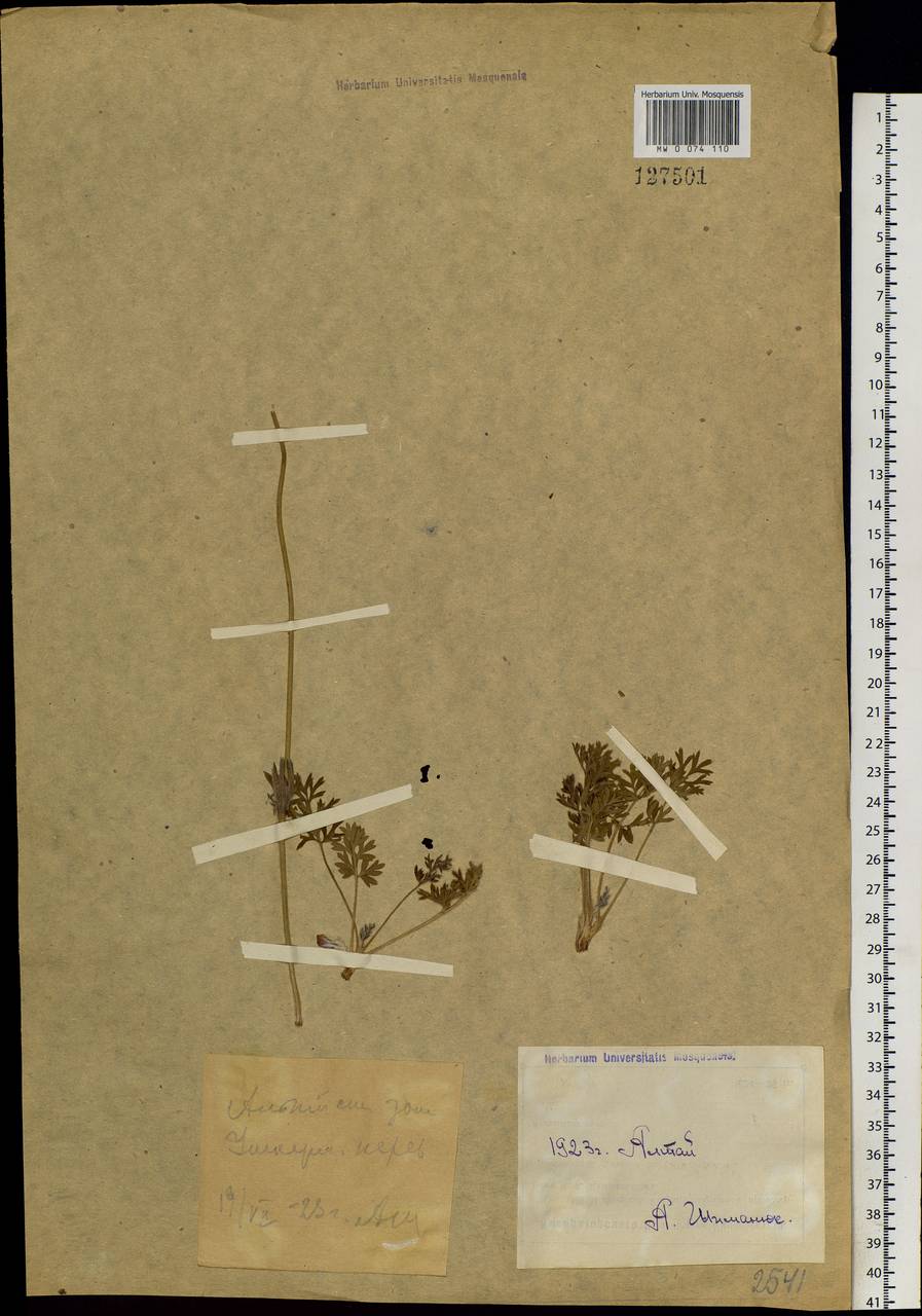 Pulsatilla campanella Fisch. ex Regel & Tiling, Siberia, Western (Kazakhstan) Altai Mountains (S2a) (Kazakhstan)