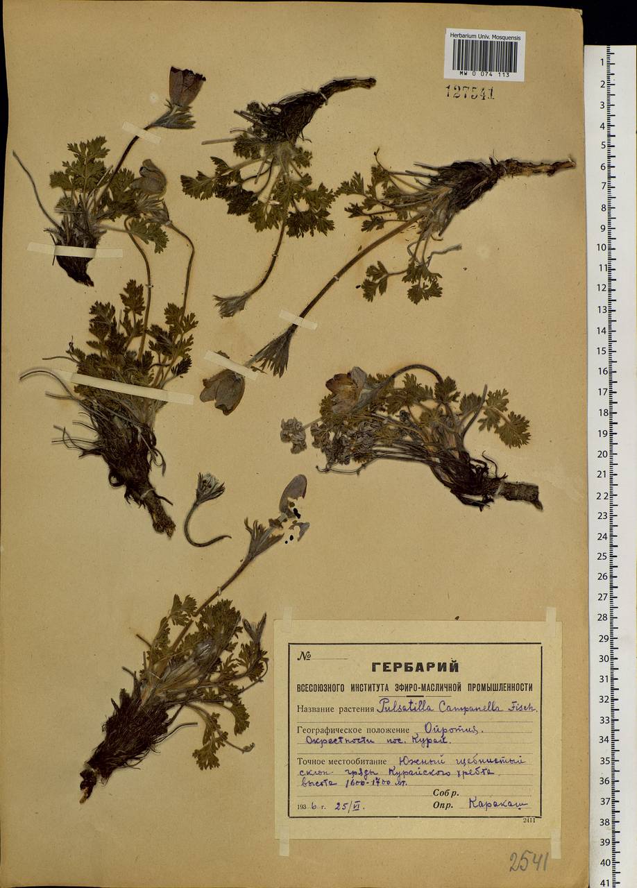Pulsatilla campanella Fisch. ex Regel & Tiling, Siberia, Altai & Sayany Mountains (S2) (Russia)