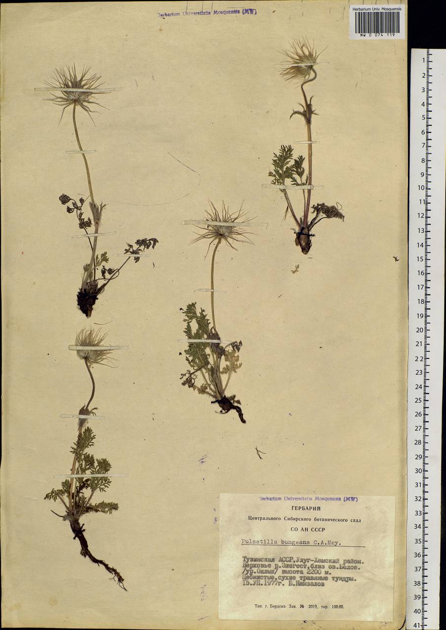 Pulsatilla bungeana C. A. Mey. ex Ledeb., Siberia, Altai & Sayany Mountains (S2) (Russia)